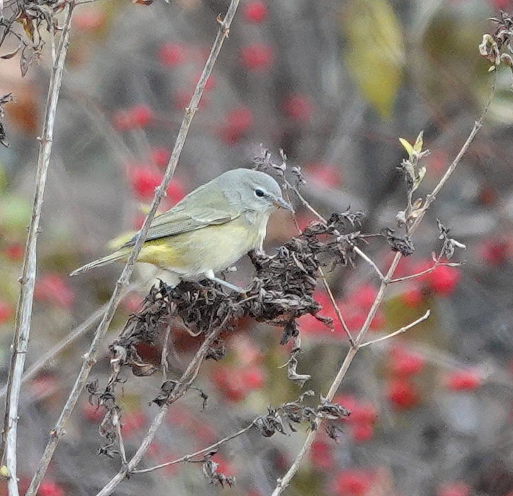Orange-crowned Warbler - ML646700586