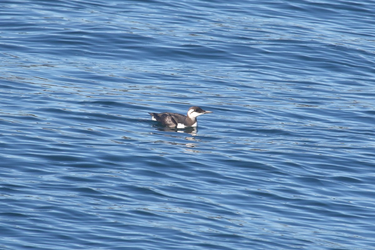 Common Murre - ML646700587