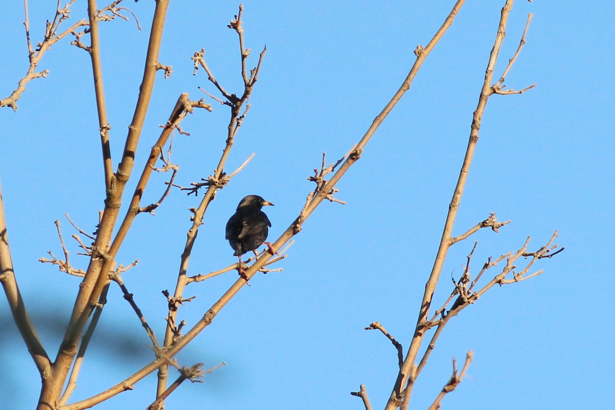 Одноцветный скворец - ML646700590