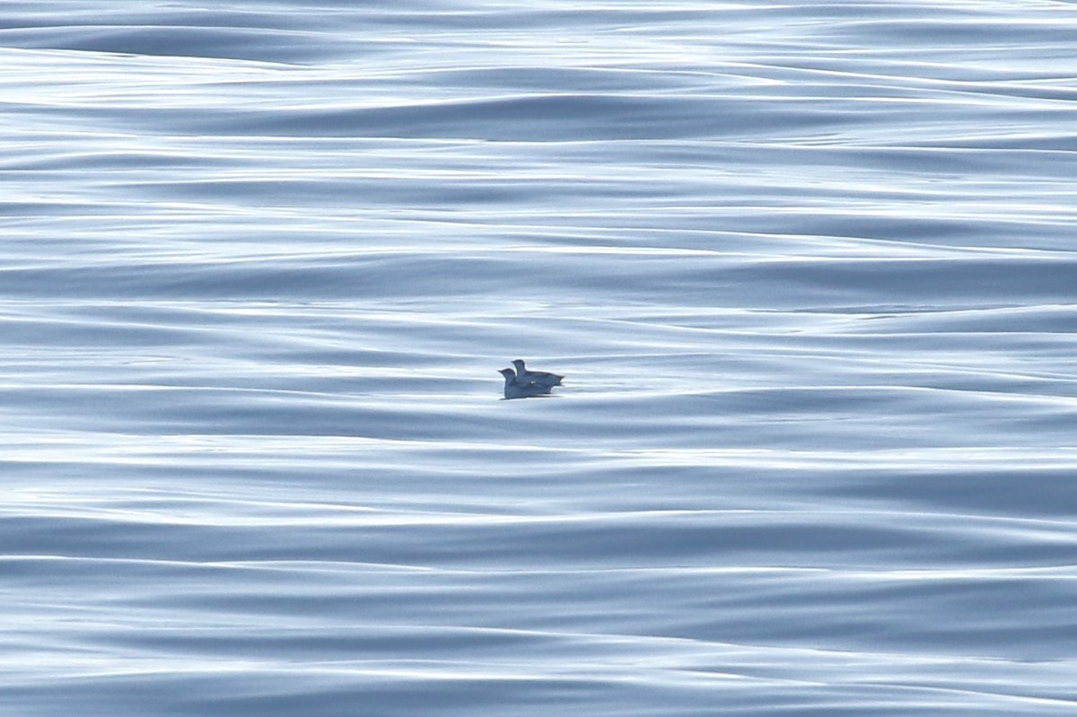 Marbled Murrelet - ML646700591