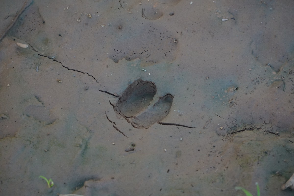 Animals - ML646700593