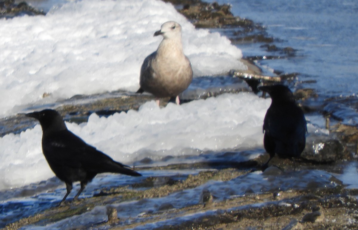 American Herring Gull - ML646700594