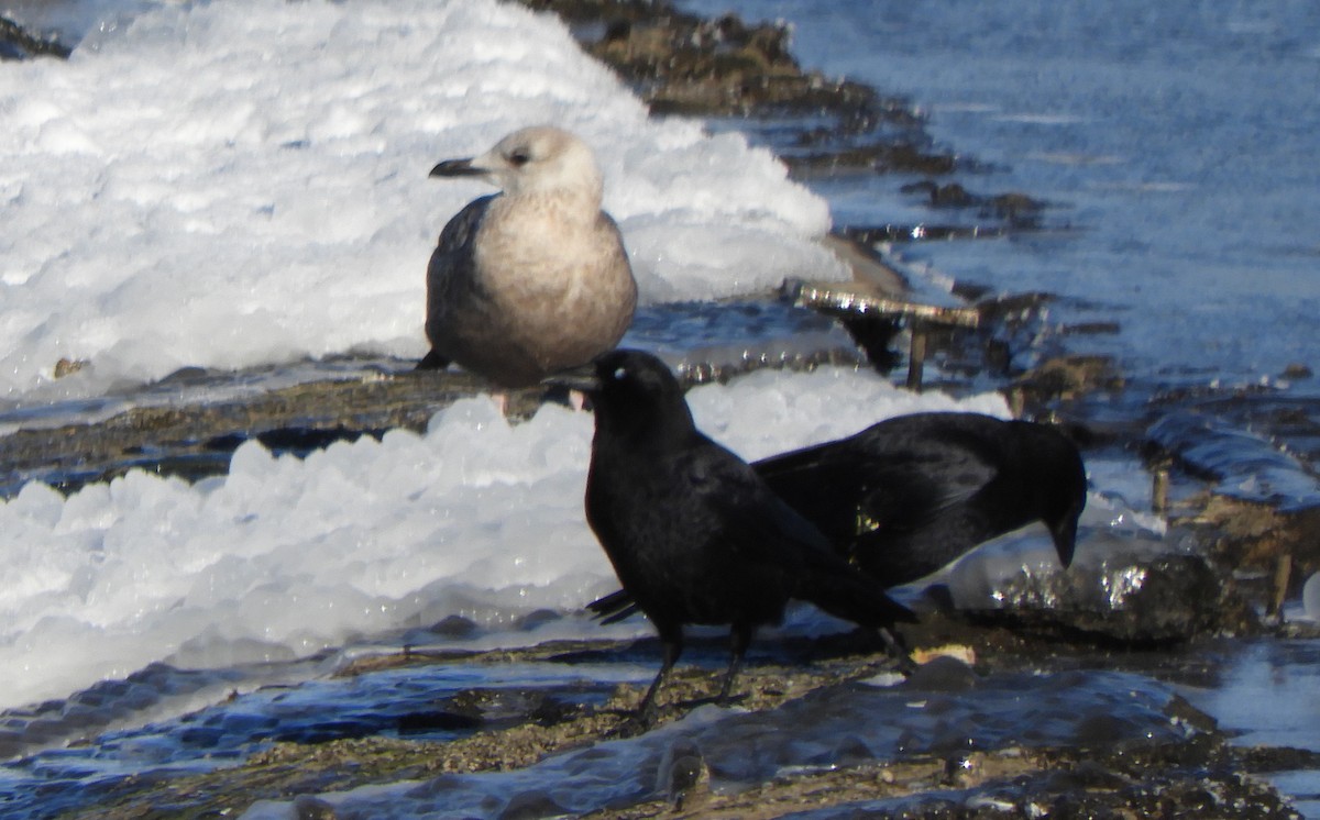 American Herring Gull - ML646700595