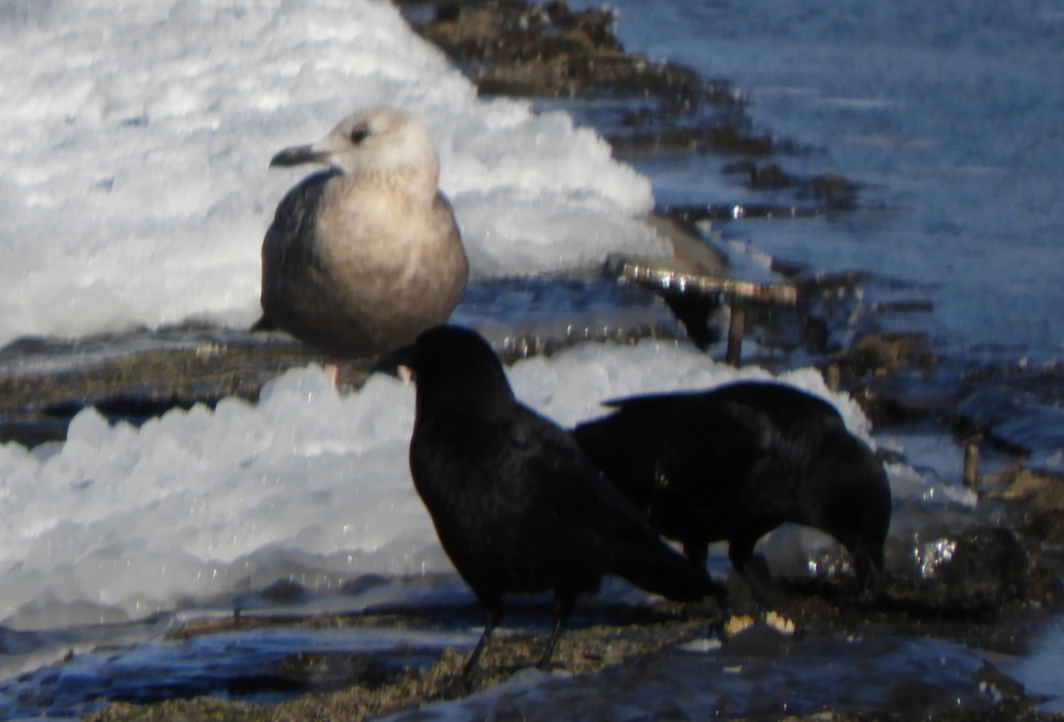 American Herring Gull - ML646700596