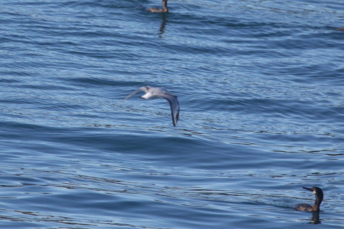 Bonaparte's Gull - ML646700598