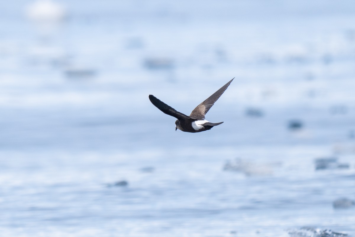 יסעורון וילסון - ML646700600