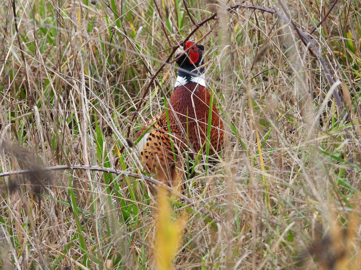 bažant obecný - ML646700601