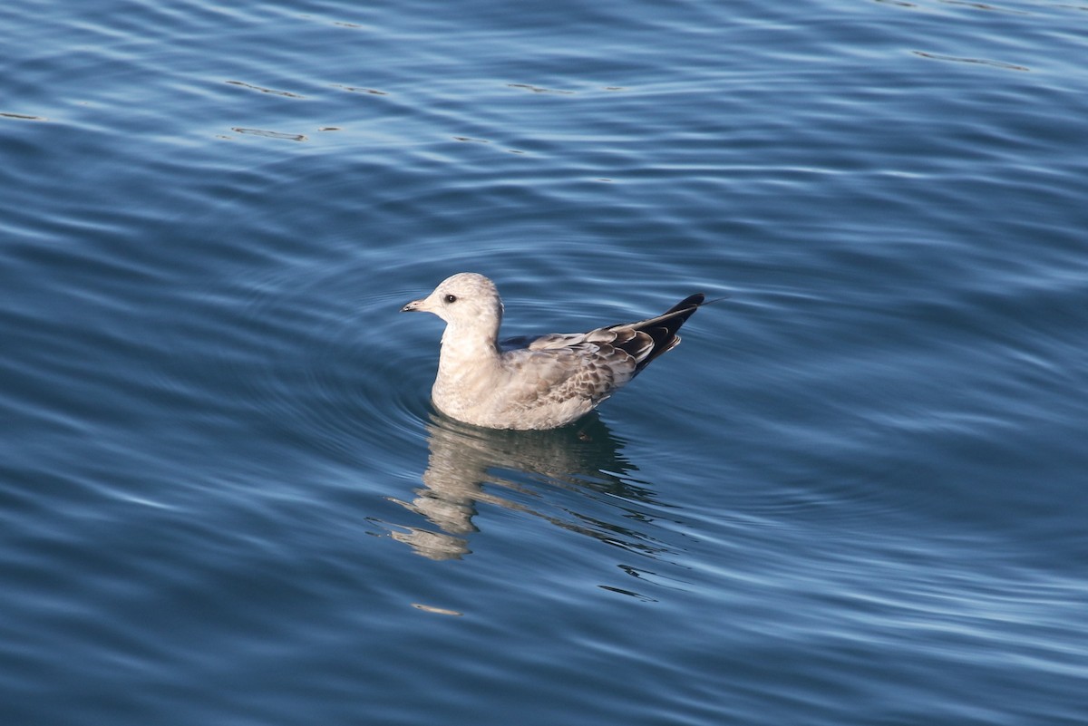 Short-billed Gull - ML646700602