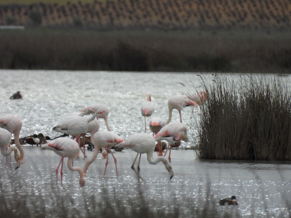 Flamant rose - ML646700605