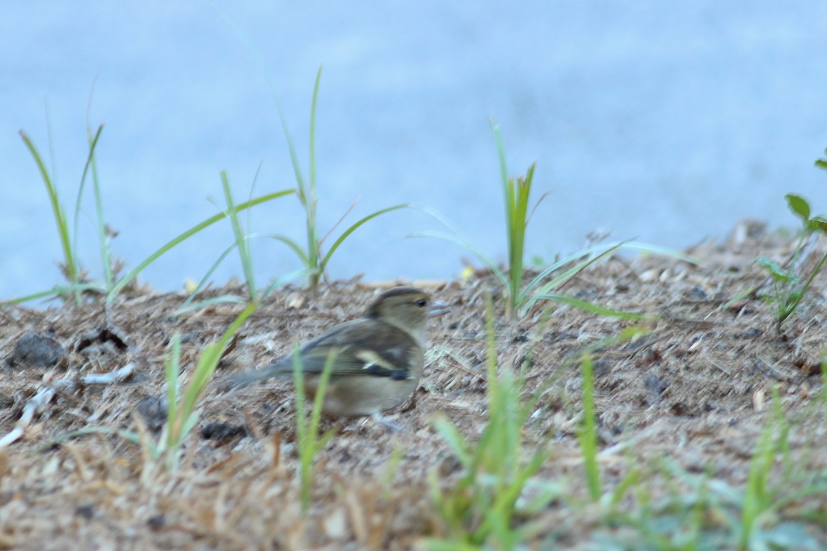 Щегол - ML646700606