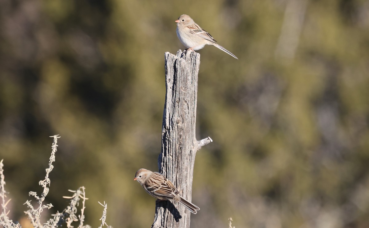 Klapperammer - ML646700610