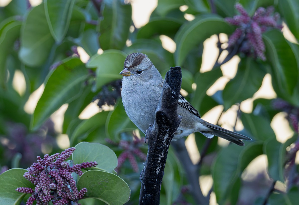 White-crowned Sparrow (Gambel's) - ML646700615