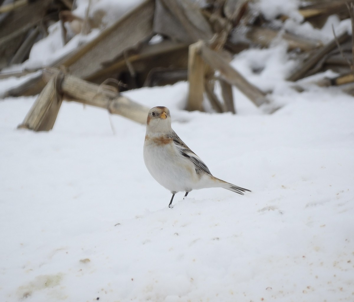 Snow Bunting - ML646700616