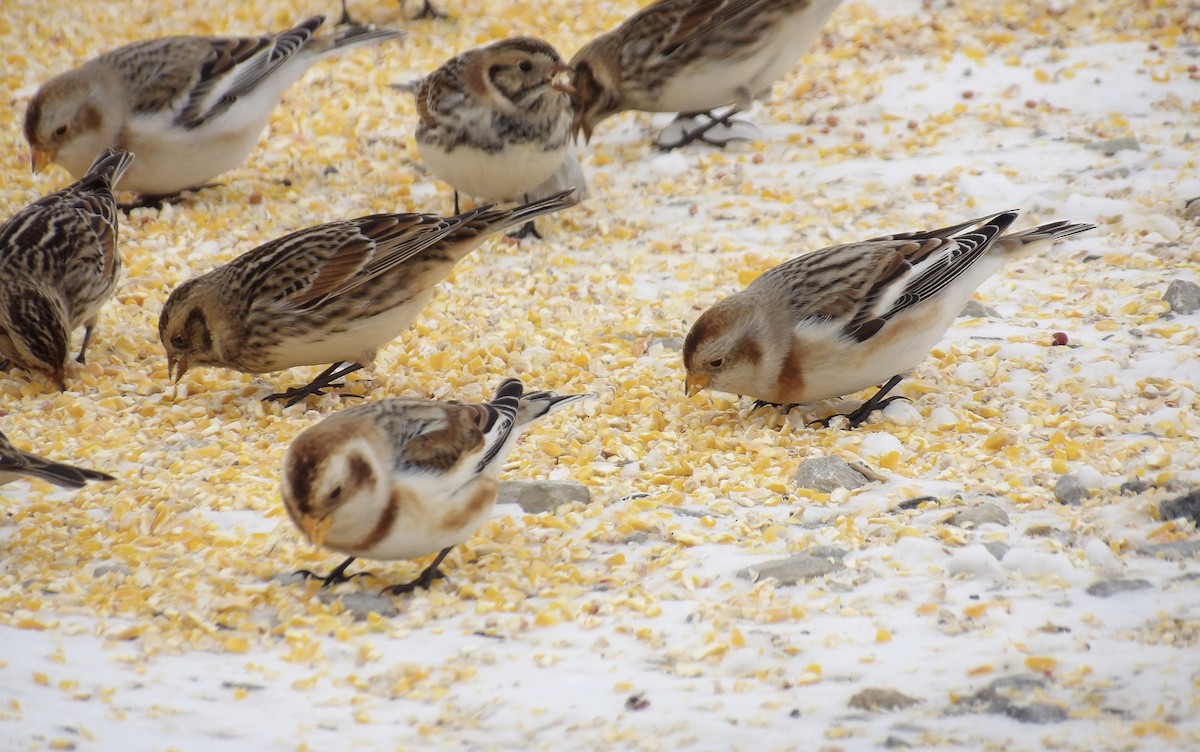 Snow Bunting - ML646700617