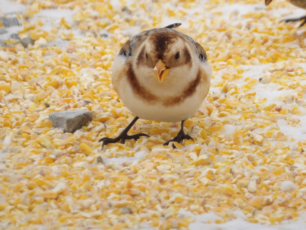 Snow Bunting - ML646700618