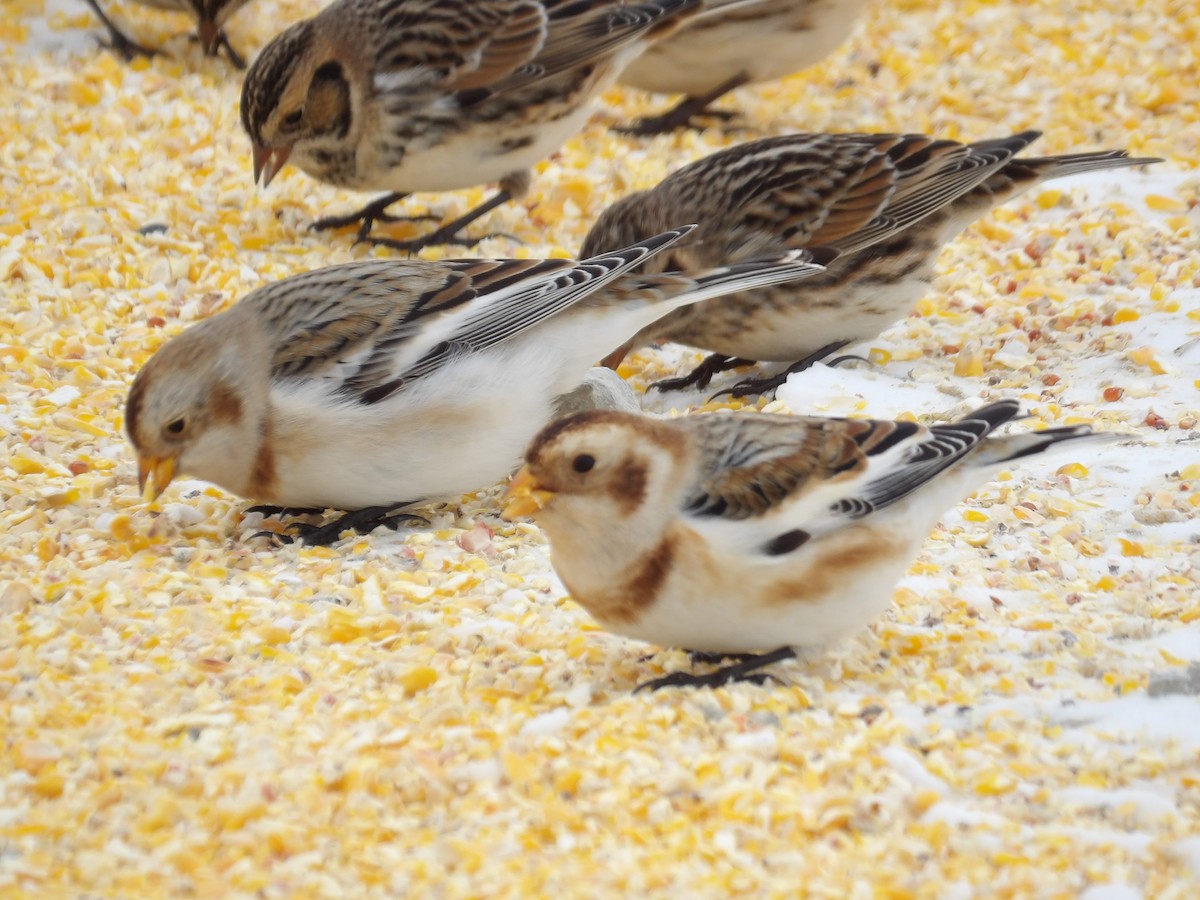 Snow Bunting - ML646700619