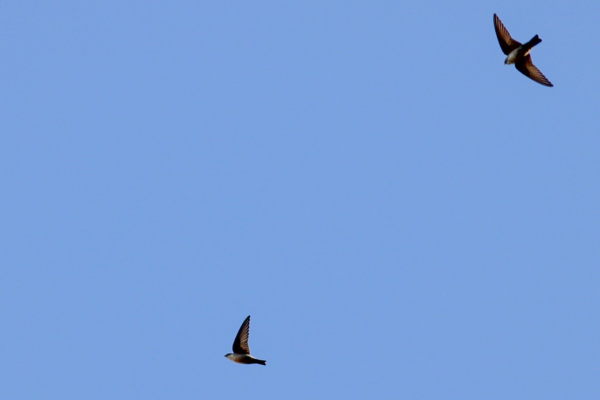 Скальная ласточка - ML646700622