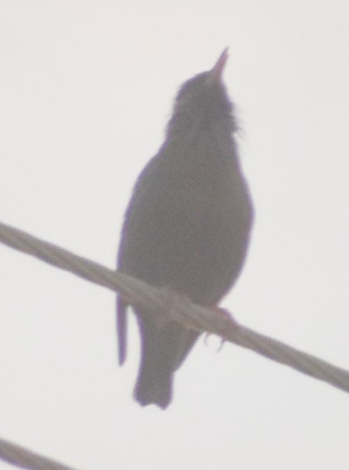 Spotless Starling - ML646700624