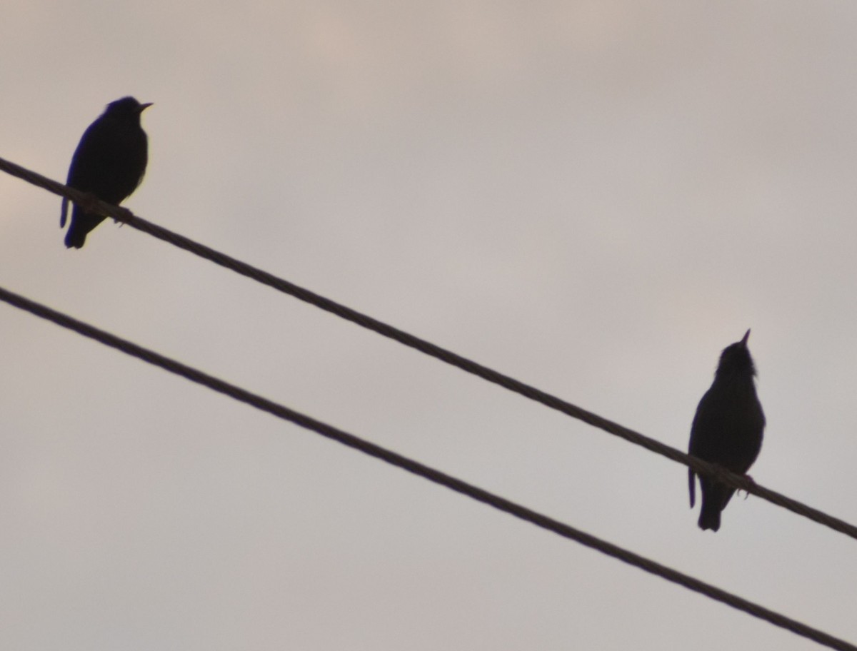 Spotless Starling - ML646700625