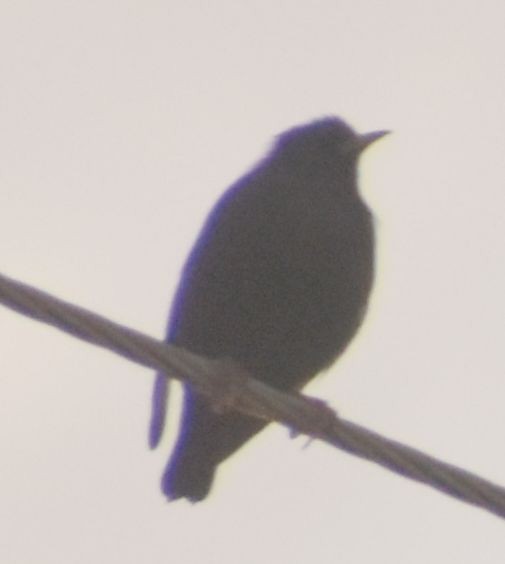 Spotless Starling - ML646700626