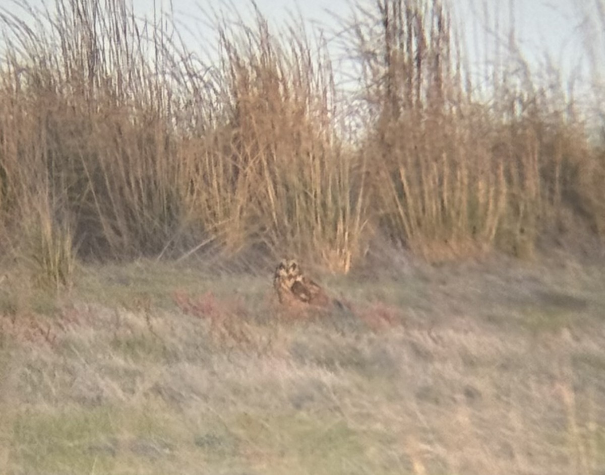 Short-eared Owl - ML646700627