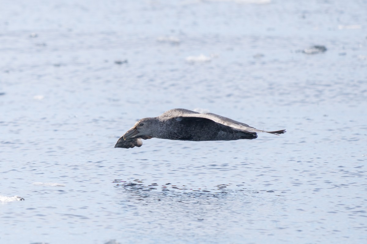 סערון-ענק דרומי - ML646700628