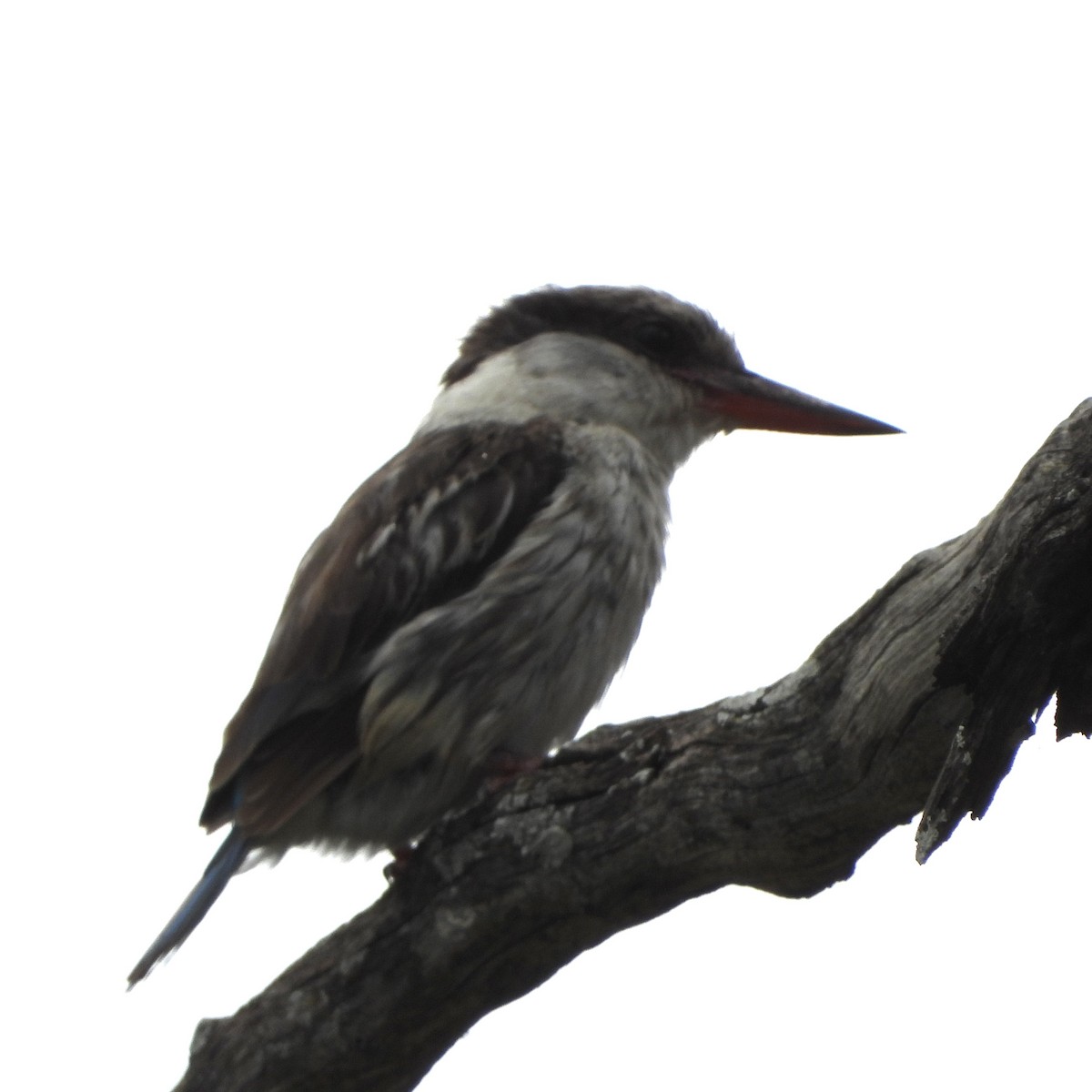 ledňáček žíhaný - ML646700629