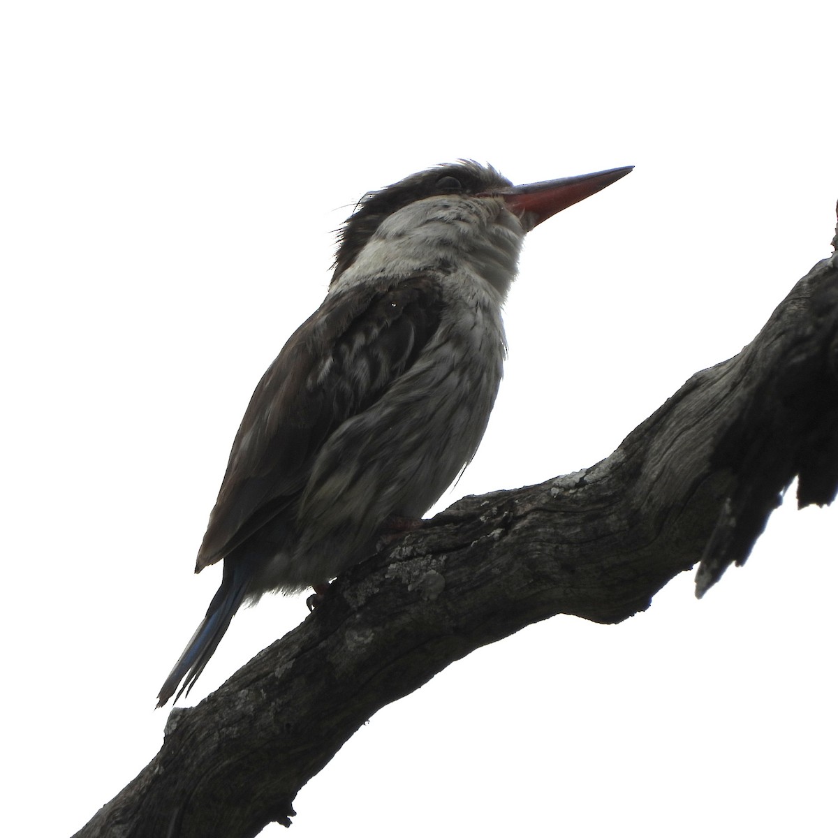 ledňáček žíhaný - ML646700630