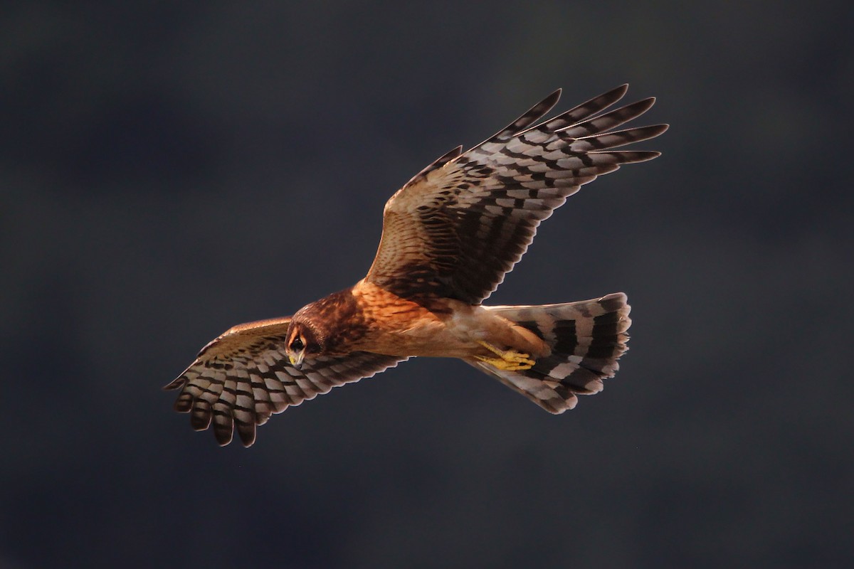 アメリカハイイロチュウヒ - ML646700632