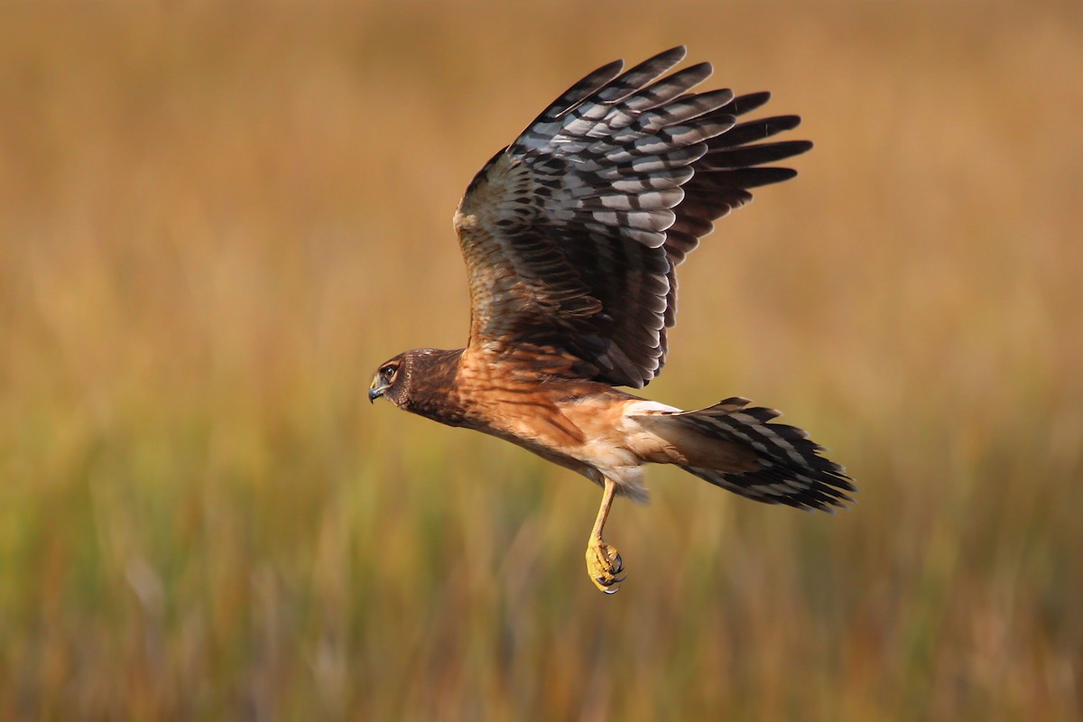 アメリカハイイロチュウヒ - ML646700633