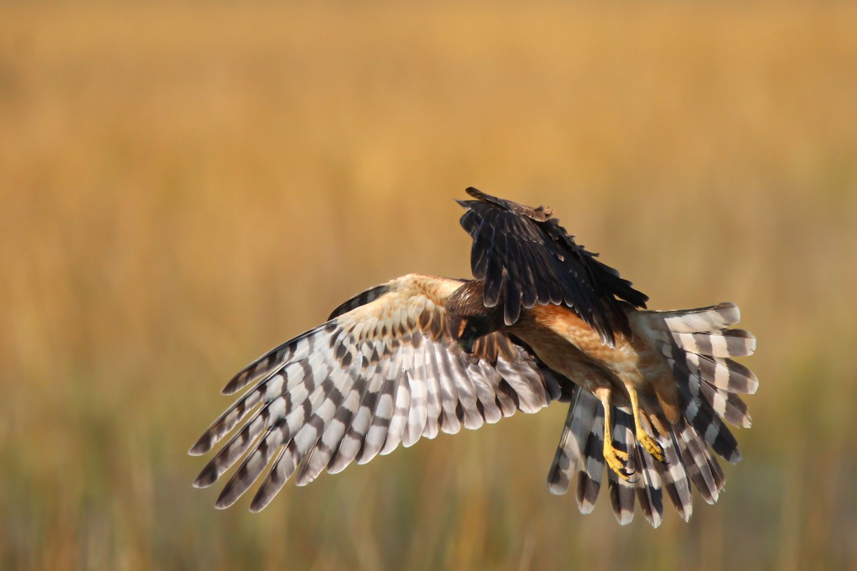 アメリカハイイロチュウヒ - ML646700634