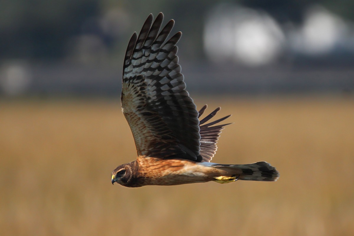 アメリカハイイロチュウヒ - ML646700635