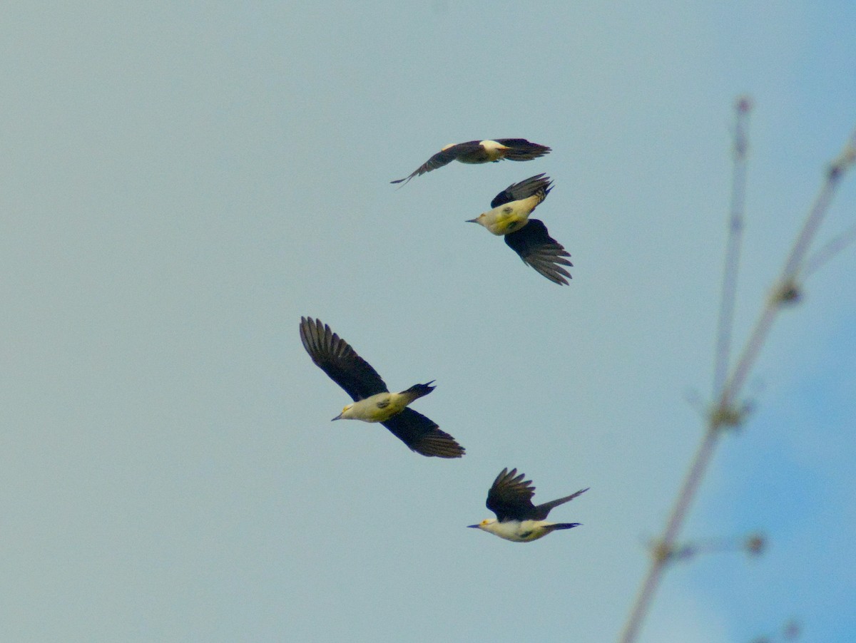 White Woodpecker - ML646700636