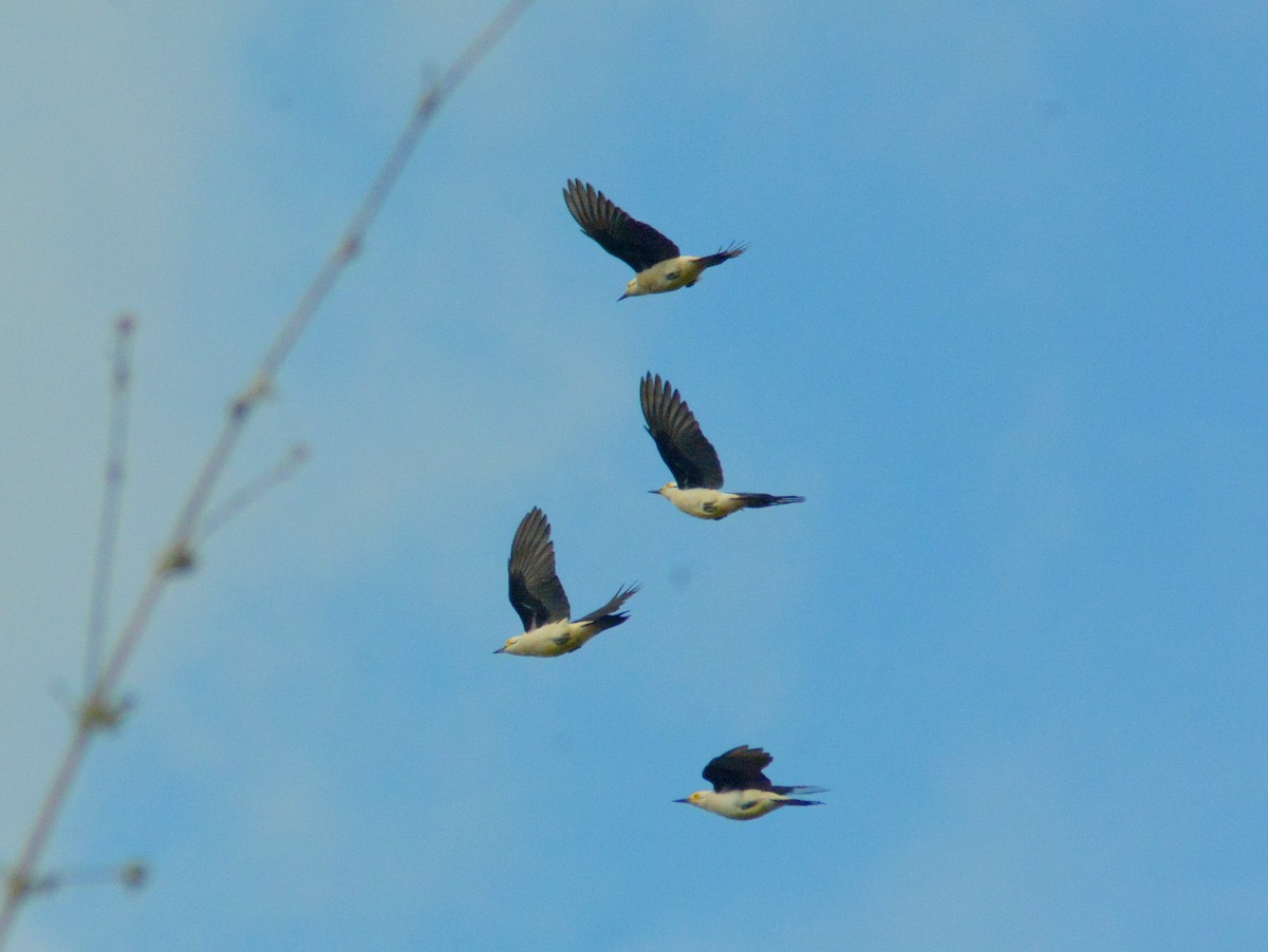 White Woodpecker - ML646700638