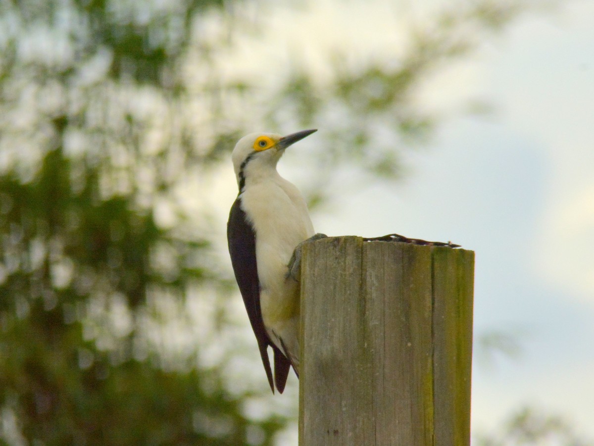 White Woodpecker - ML646700639