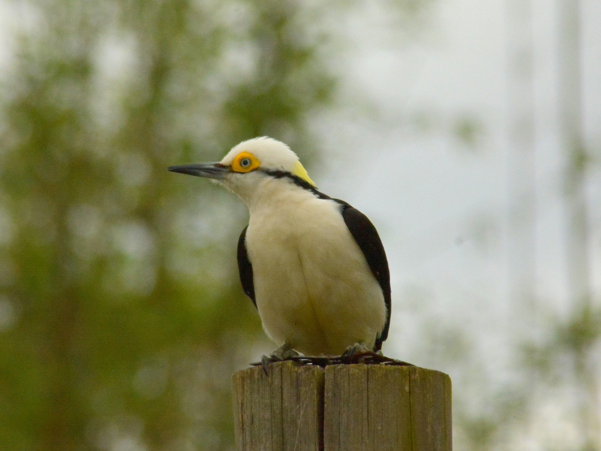 White Woodpecker - ML646700640
