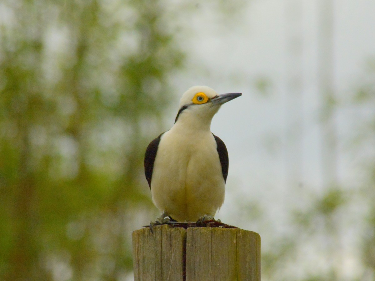 White Woodpecker - ML646700641