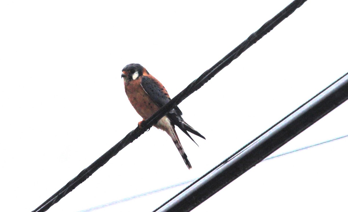American Kestrel - ML646700642