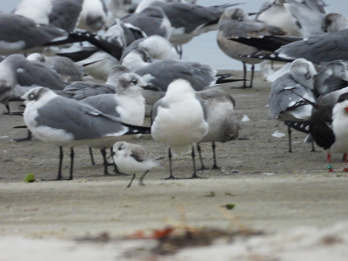 שחף צוחק - ML646700644