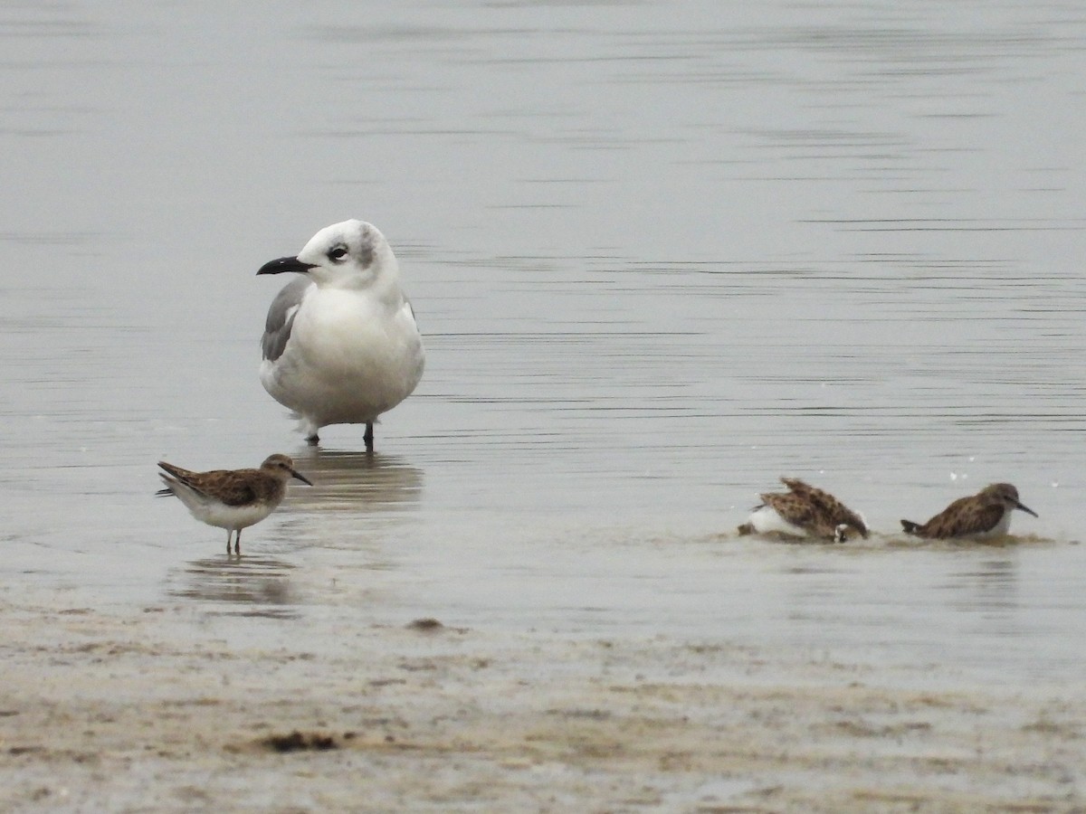 חופית זעירה - ML646700649