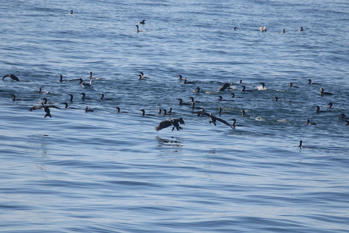 Brandt's Cormorant - ML646700651