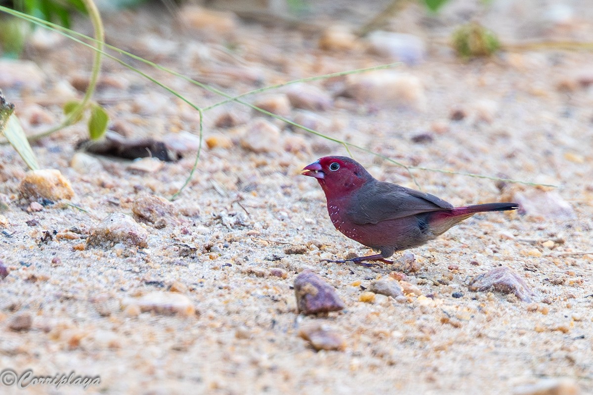 Amaranta Barrada - ML646700655