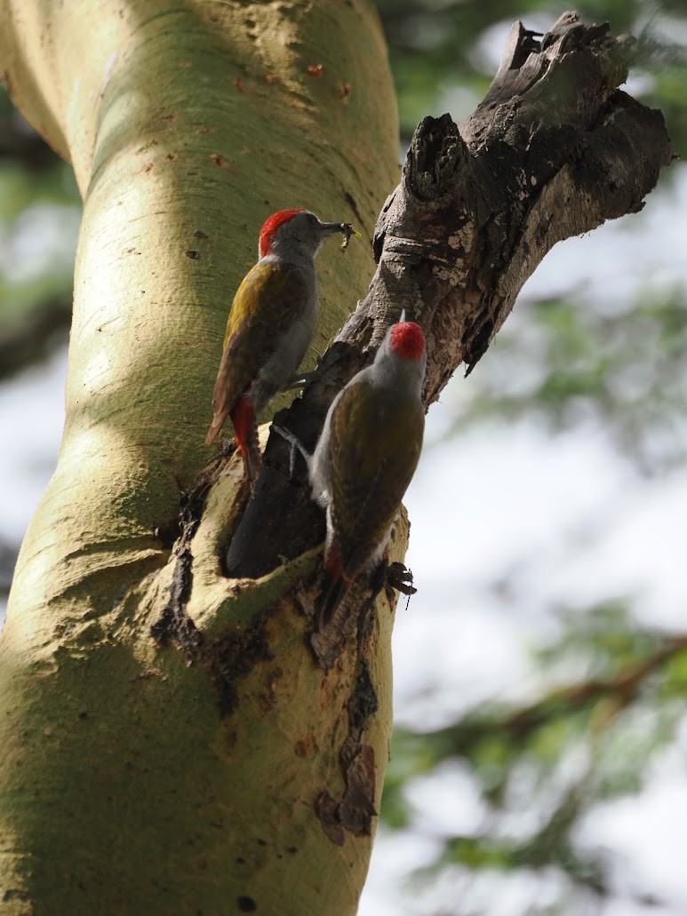 Graukopfspecht - ML646700656