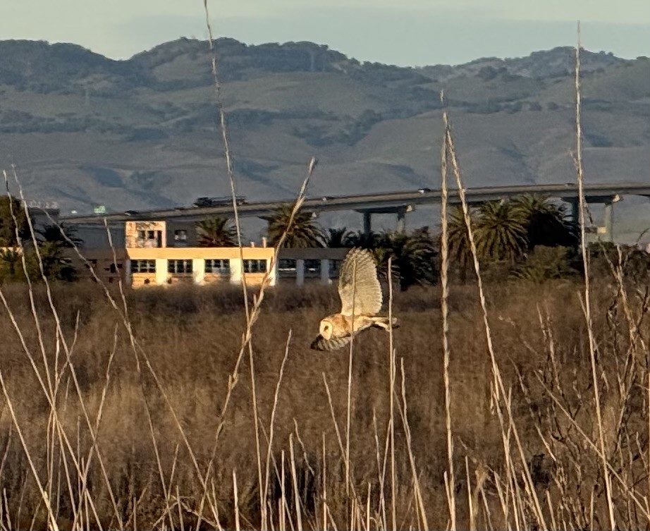 American Barn Owl - ML646700659