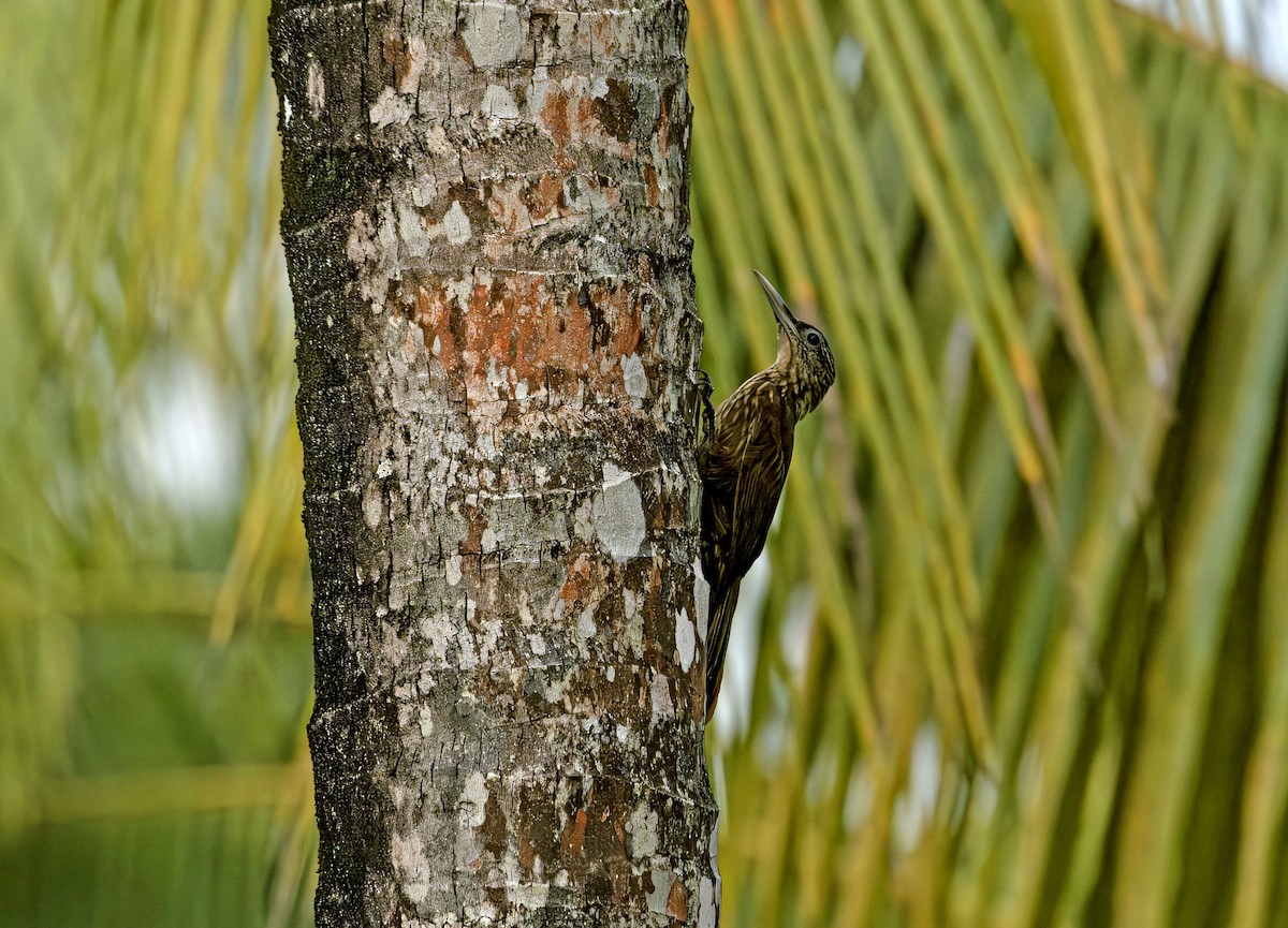 Buff-throated Woodcreeper - ML646700666