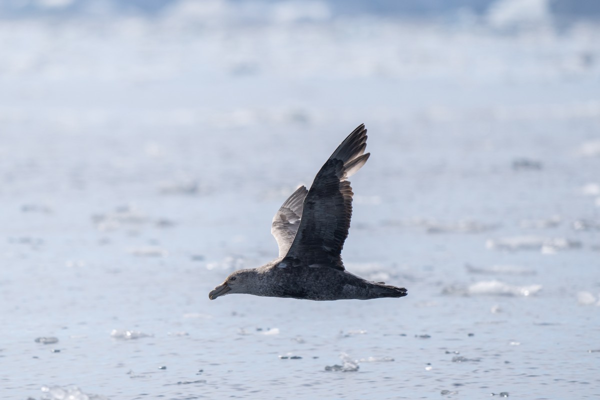 סערון-ענק דרומי - ML646700667