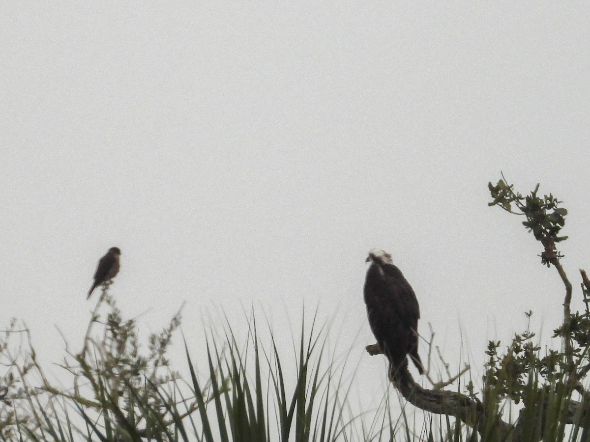 שלך - ML646700668