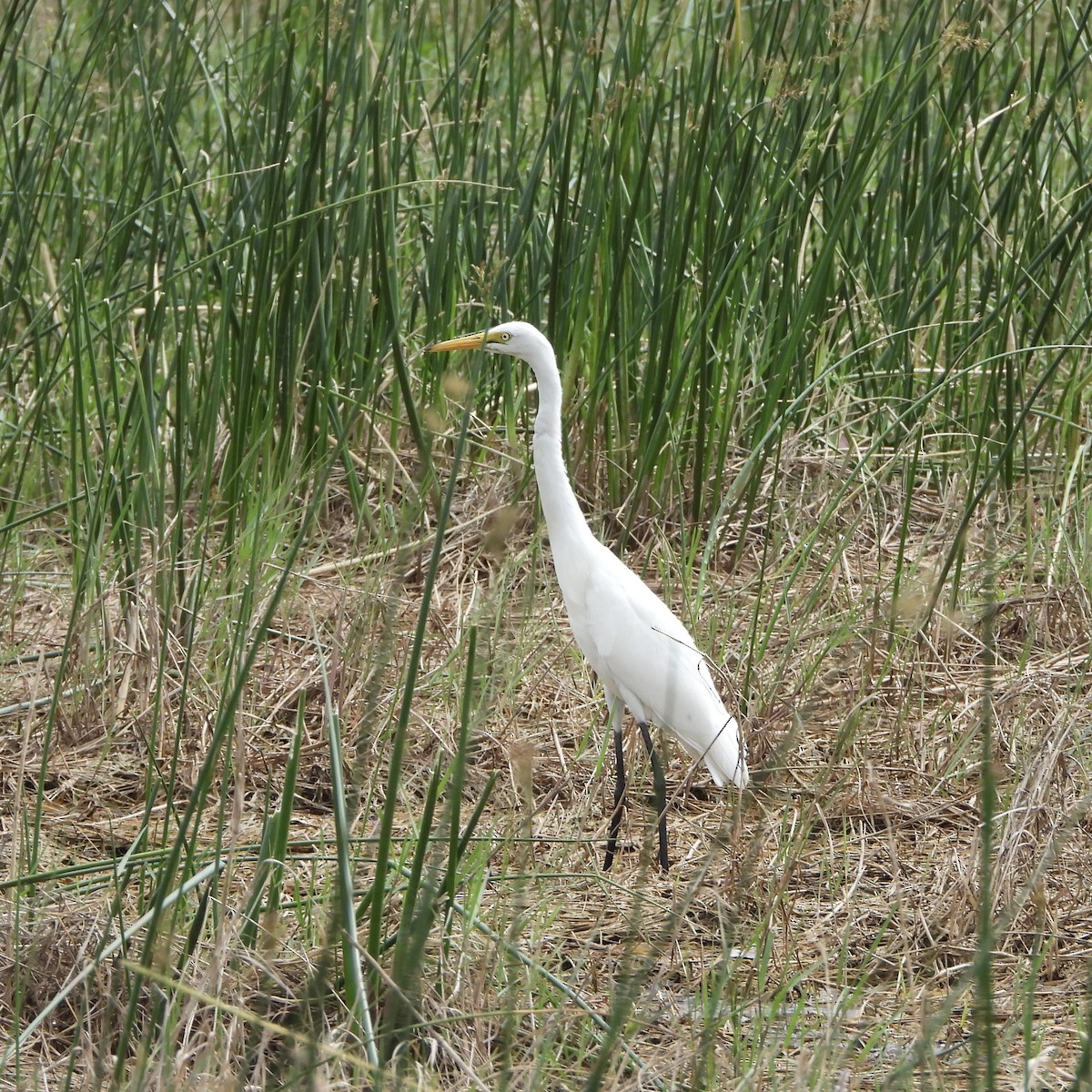 Yellow-billed Egret - ML646700669