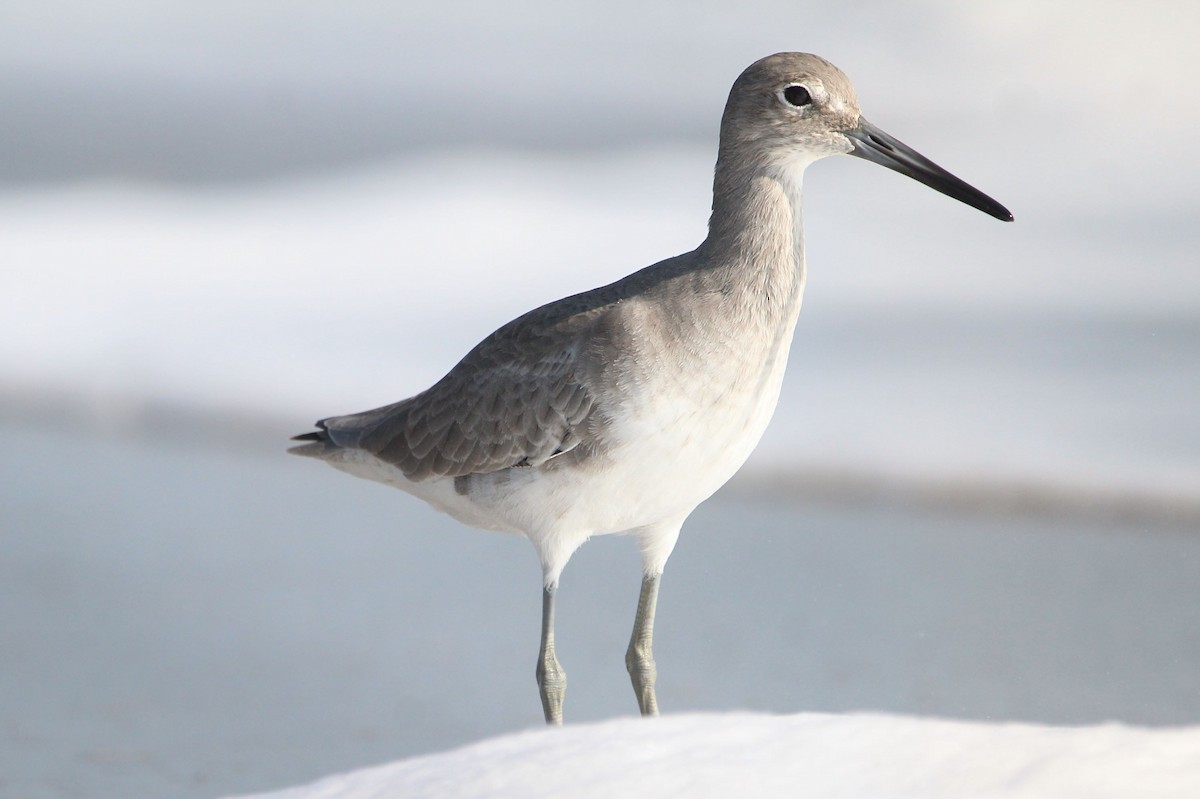 ハジロオオシギ - ML646700671