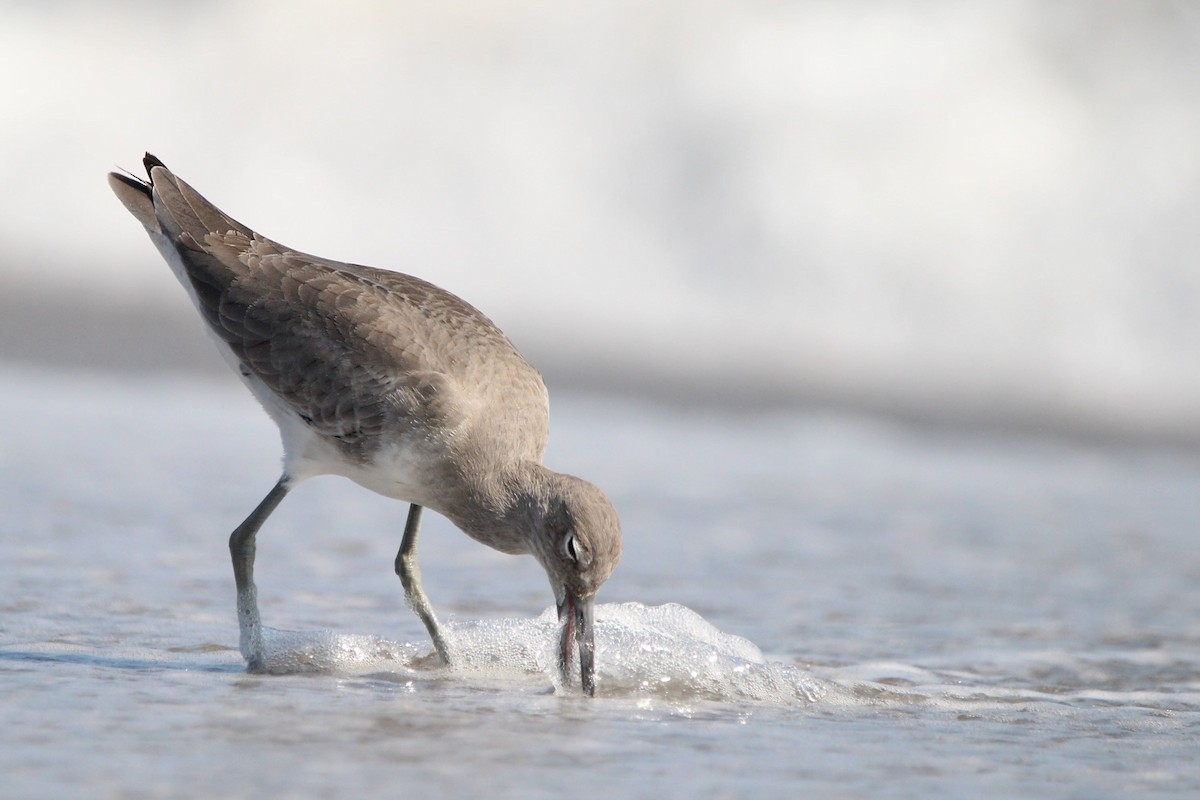 ハジロオオシギ - ML646700672